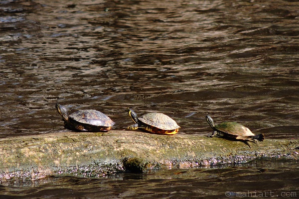 Three turtles sunbathing on a log in the Waccamaw River