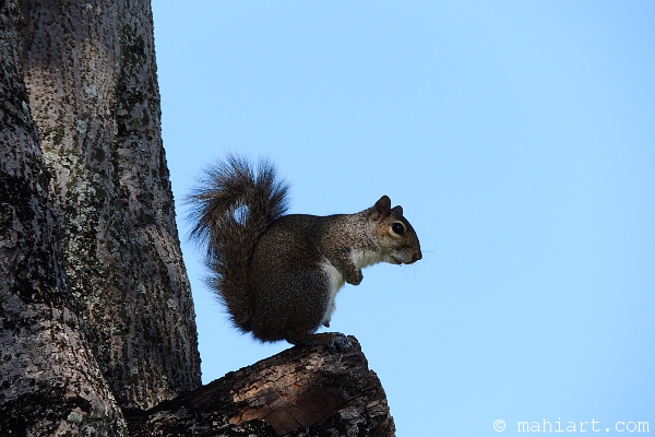 Squirrel perched on tree branch.