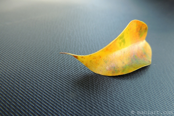 Colorful leaf on car dashboard
