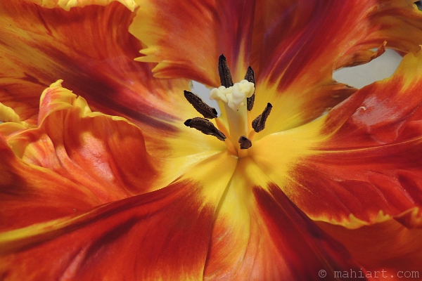 Wide open red and yellow tulip