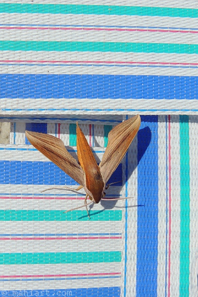 Tersa Sphinx moth sitting on beach chair