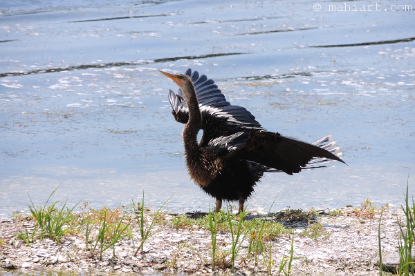 Anhinga drying its wings in the breeze at Huntington Beach State Park in South Carolina