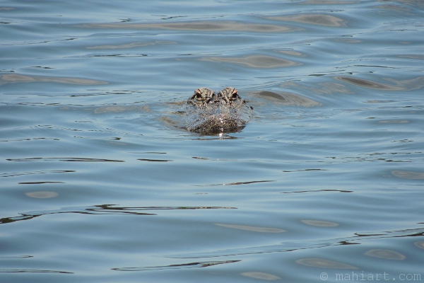 Alligator swimming directly towards photographer