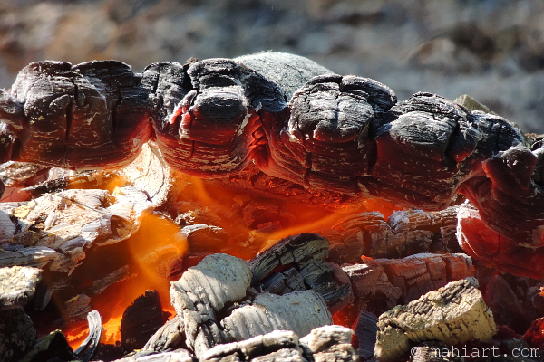 Closeup of glowing logs in the fire of a summer burn pile.