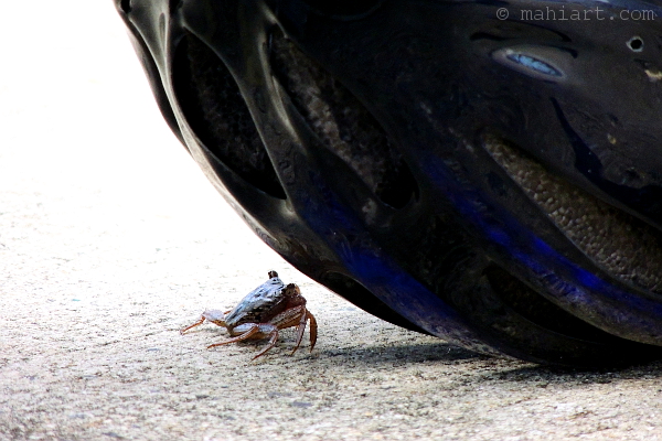 A small crab facing off with a bicycle helmet.