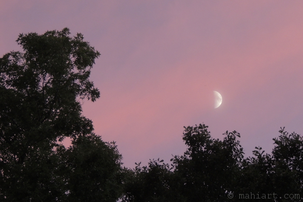 Half moon rising over the tree tops in a pink and purple sky