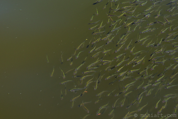 Group of minnows swimming in a lake