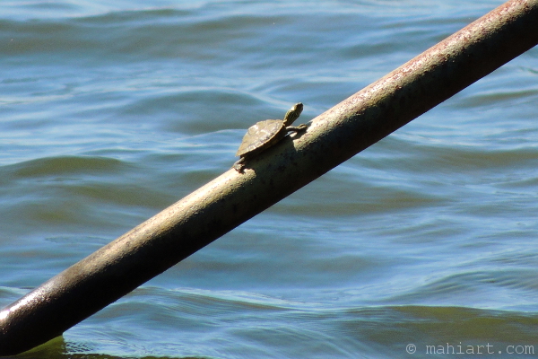 Small turtle sunning on a handrail over a lake.