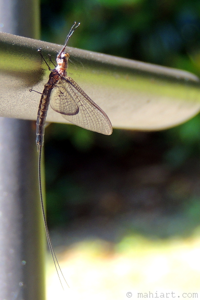 Closeup of a Mayfly on a garden chair.
