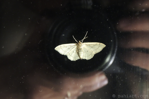 Moth on the outside of a window at night, attracted by indoor light, captured along with the reflection of the photographer