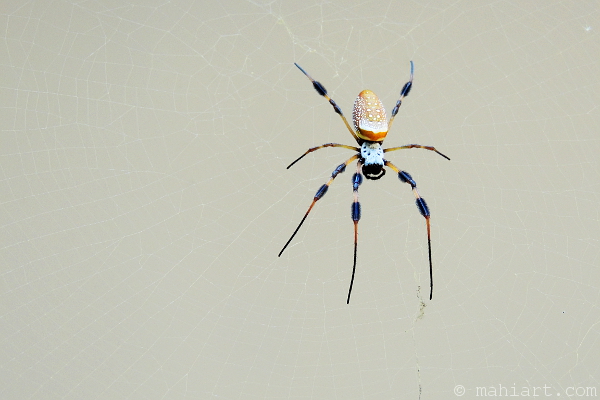 Large banana spider in its web