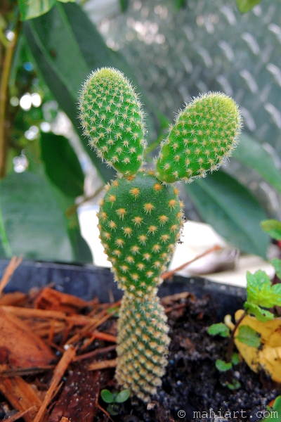 Small cactusn with bunny ears