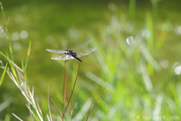 Dragonfly in a field.