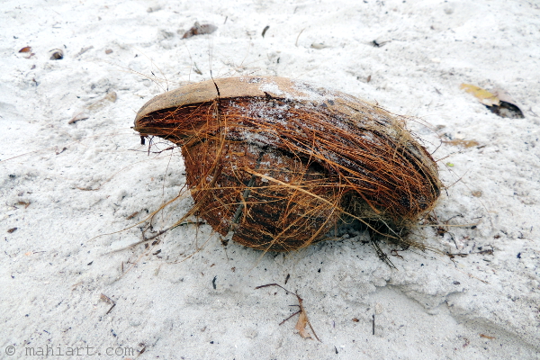 Weathered coconut on beach