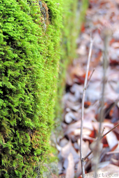 Art photo of bright green moss in winter
