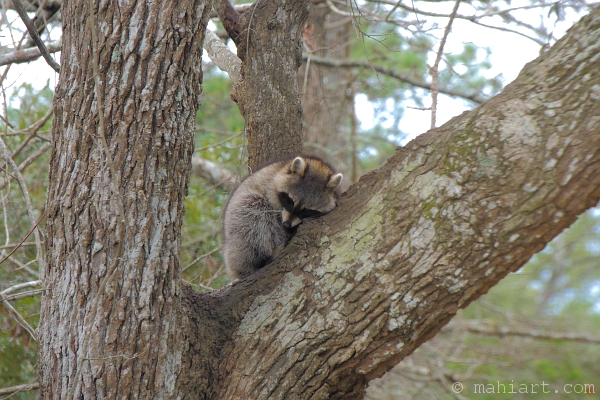 Raccoon snuggling a tree branch