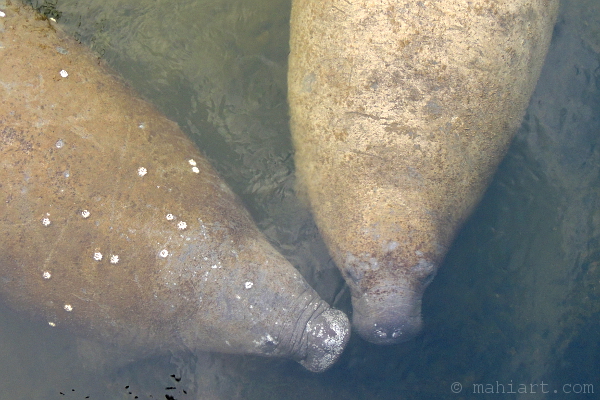 Two manatees with their snouts close together