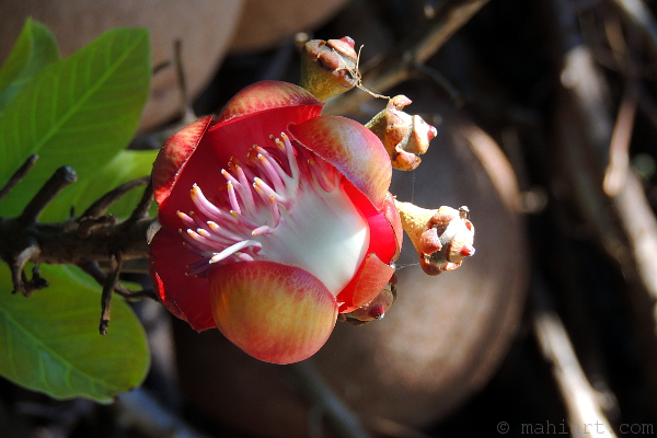 Closeup of a Cannonball tree flower