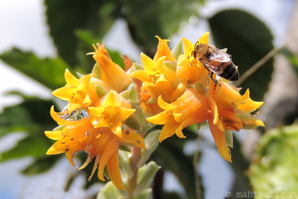 Bee collecting nectar from the flowers of a succulent plant