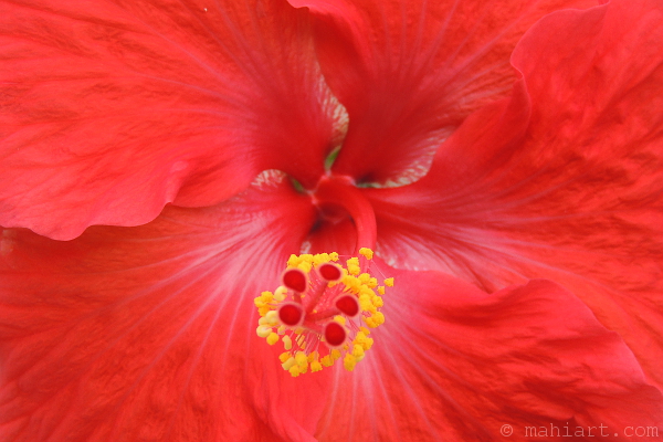 Closeup of a red hibiscus flower