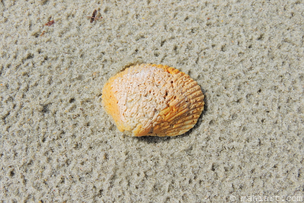 Colorful shell with similar texture to the beach sand surrounding it