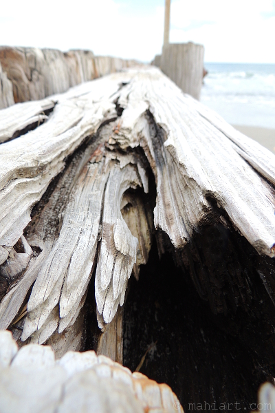 Closeup photo of weathered wood of a jetty in Pawleys Island, South Carolina