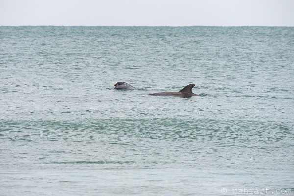 Three dolphins swimming the Atlantic coast along Pawleys Island, South Carolina