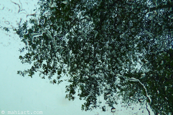 Tree top seen through a wet windshield
