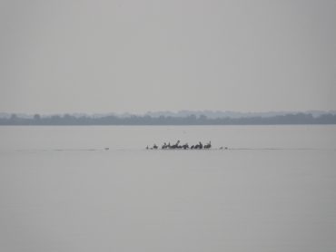 Today’s Inlet: Painterly pelicans.