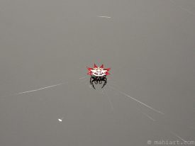 Today’s inlet: Spinybacked orbweaver.
