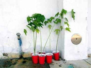 Today’s inlet: Papaya trees.