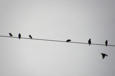 Today’s inlet: Seven birds.