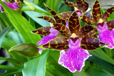 Today’s inlet: Orchid.