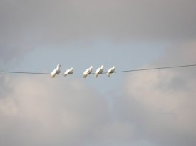 Today’s inlet: Birds on a wire.