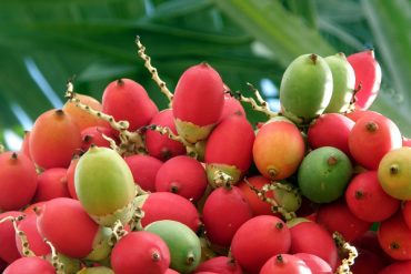 Today’s inlet: Palm fruit.