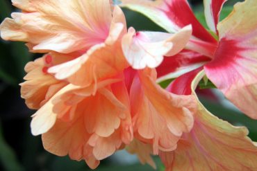 Today’s inlet: Projecting flower.