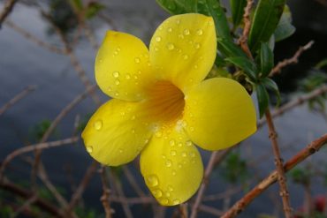 Today’s inlet: Allamanda.