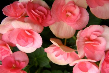 Today’s inlet: Begonias?