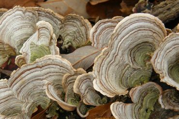 Today’s inlet: Mushrooms.