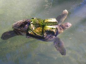 Today’s inlet: Turtle safety.