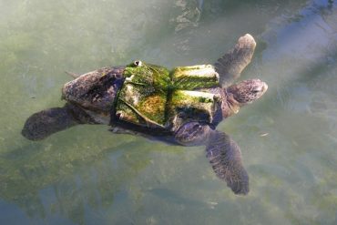 Today’s inlet: Turtle safety.