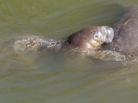 Today’s inlet: Manatee snuggle.