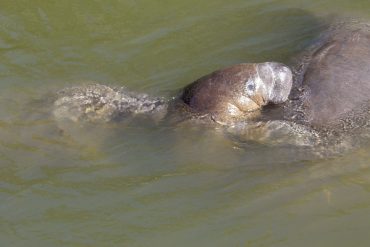 Today’s inlet: Manatee snuggle.