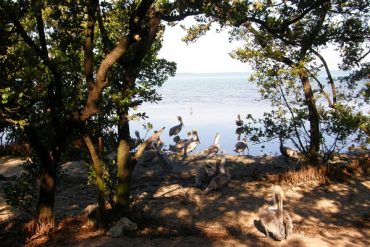 Today’s inlet: Wild Bird Sanctuary.