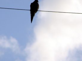 Today’s inlet: Bird on a wire.