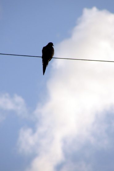 Today’s inlet: Bird on a wire.