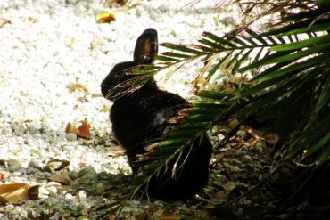 Today’s inlet: Bunny.
