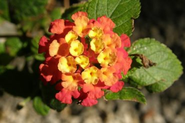 Today’s inlet: Lantana.