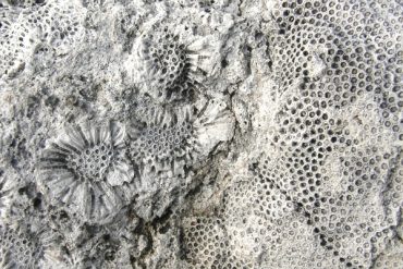 Today’s inlet: Coral.