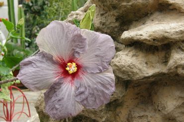 Today’s inlet: Hibiscus 3.